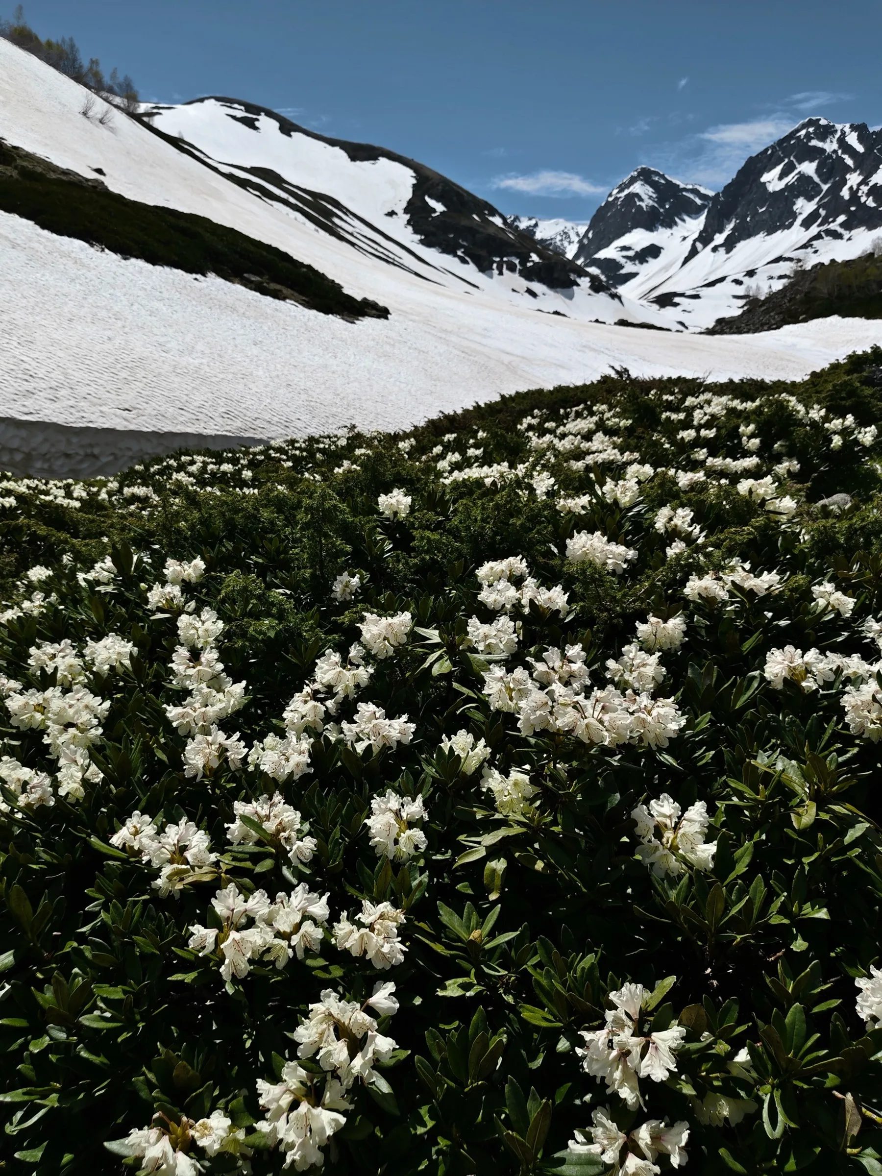 Weisse Bergblumen vor Schneefeldern und hohen Gipfeln in Russland