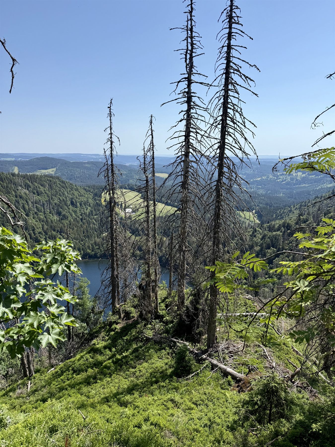 Weite Aussicht über Wald und Hügel im Schwarzwald