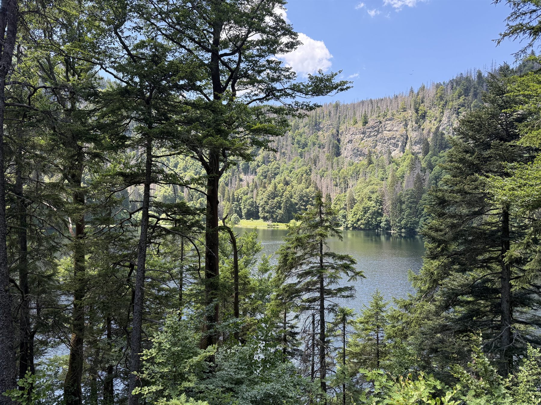 Blick durch Bäume auf einen See im Schwarzwald unterhalb des Feldbergs Richtung Bärental