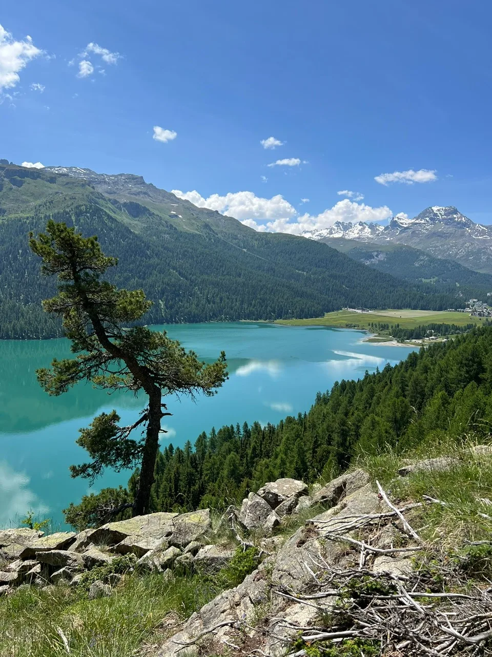Einzelne Föhre auf einem Felsen hoch über einem türkisfarbenen Bergsee