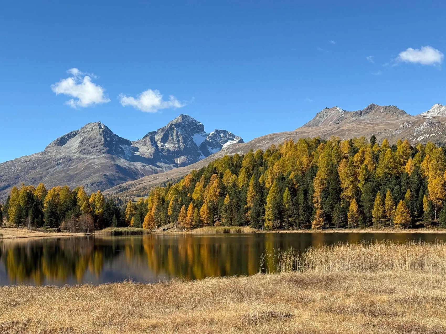 Goldene Lärchen spiegeln sich im Herbst in einem stillen Bergsee vor schneebedeckten Gipfeln